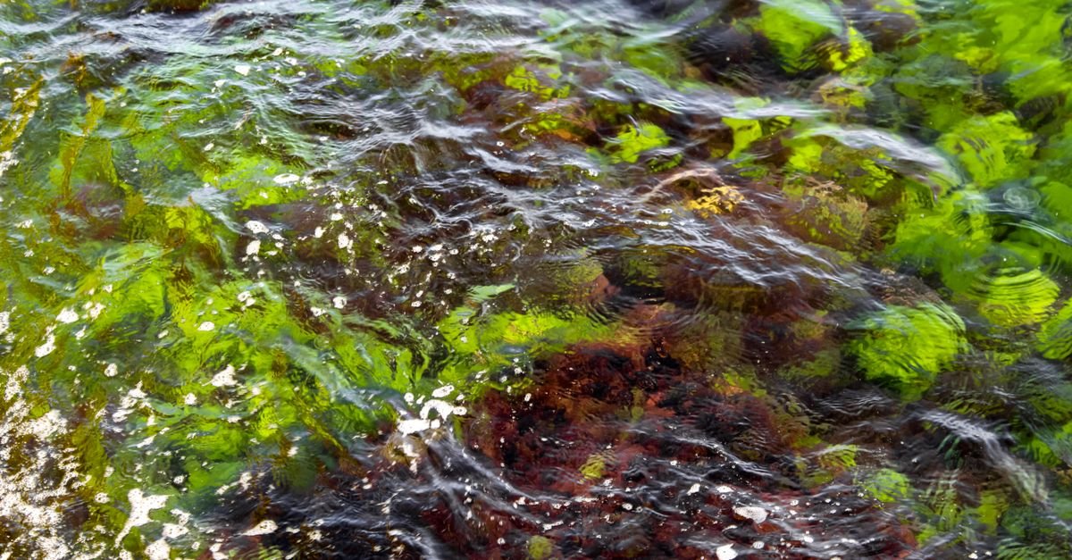 Marine Microalgae Tetraselmis Indica Offers Sustainable Biohydrogen Production