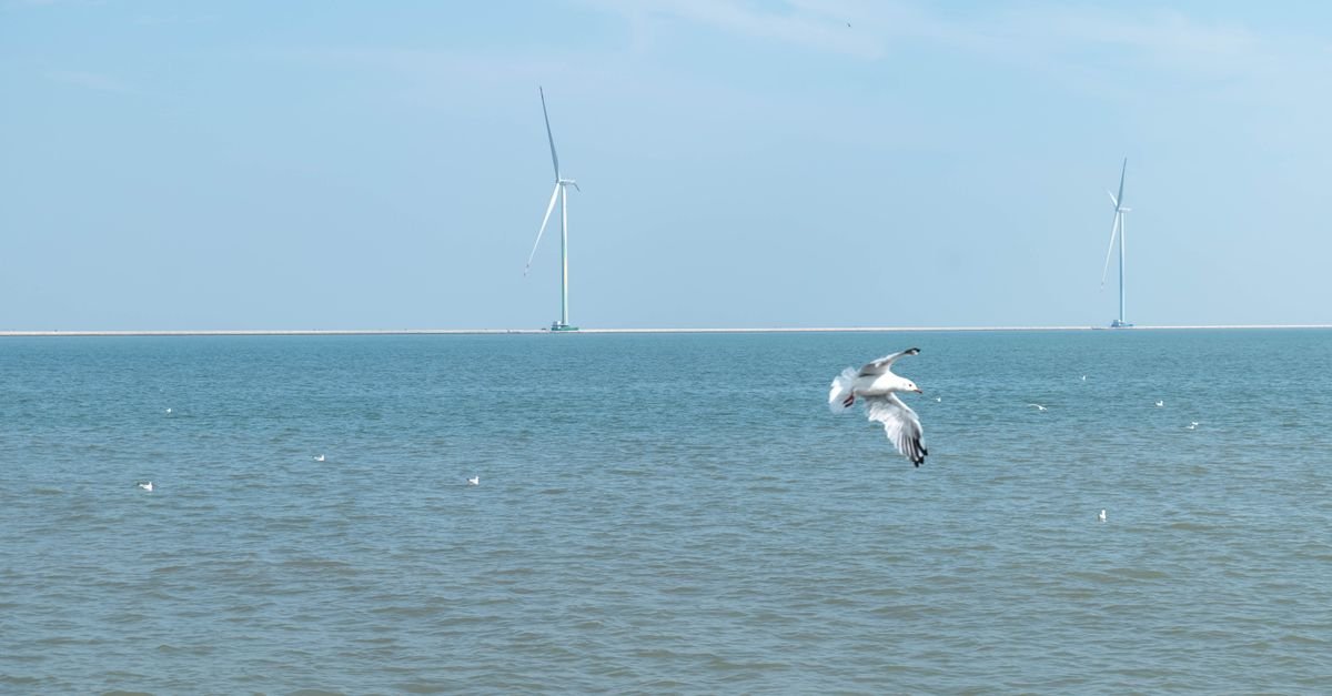Annual Wake Losses in North Sea Wind Farm Clusters Quantified