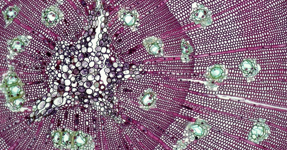 Carbon Anode Design Optimizes Lithium and Sodium Battery Performance