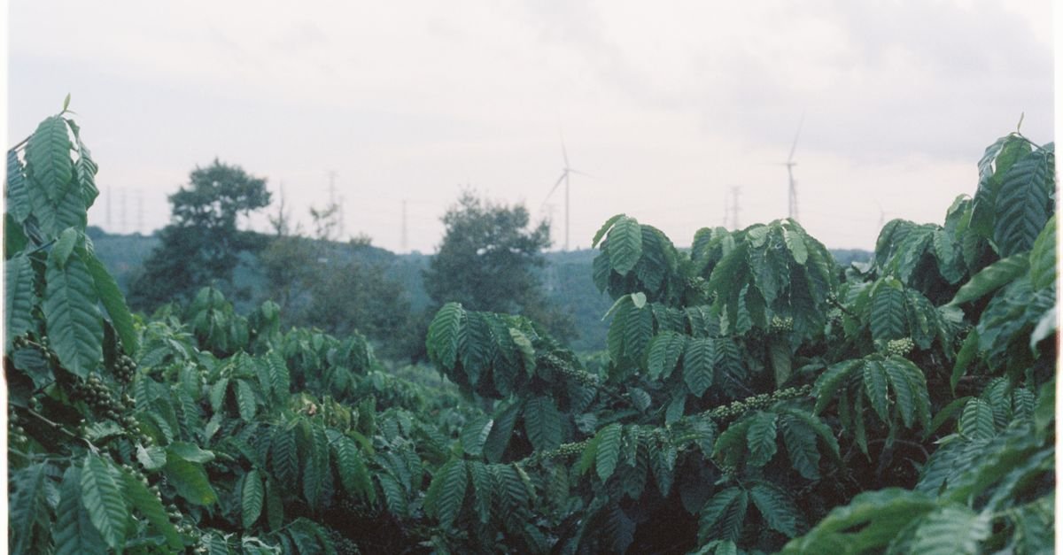 Multi-Agent Learning Improves Wind Power Forecasting Accuracy