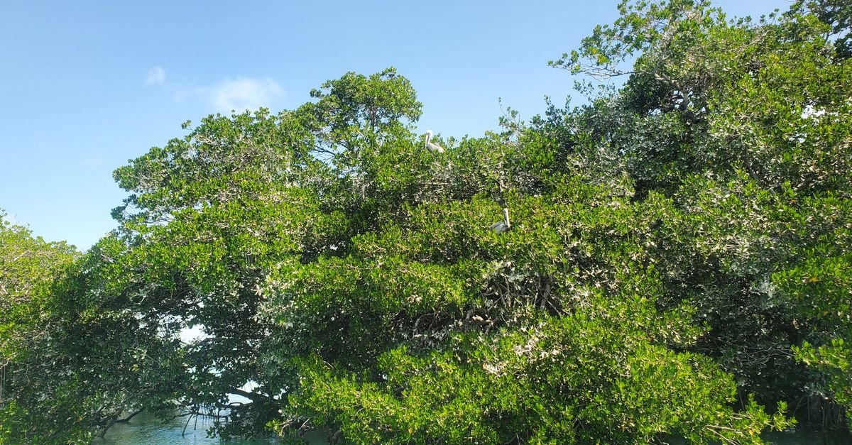 TPG-Backed Rubicon Carbon Launches Indonesia Blue Carbon Initiative