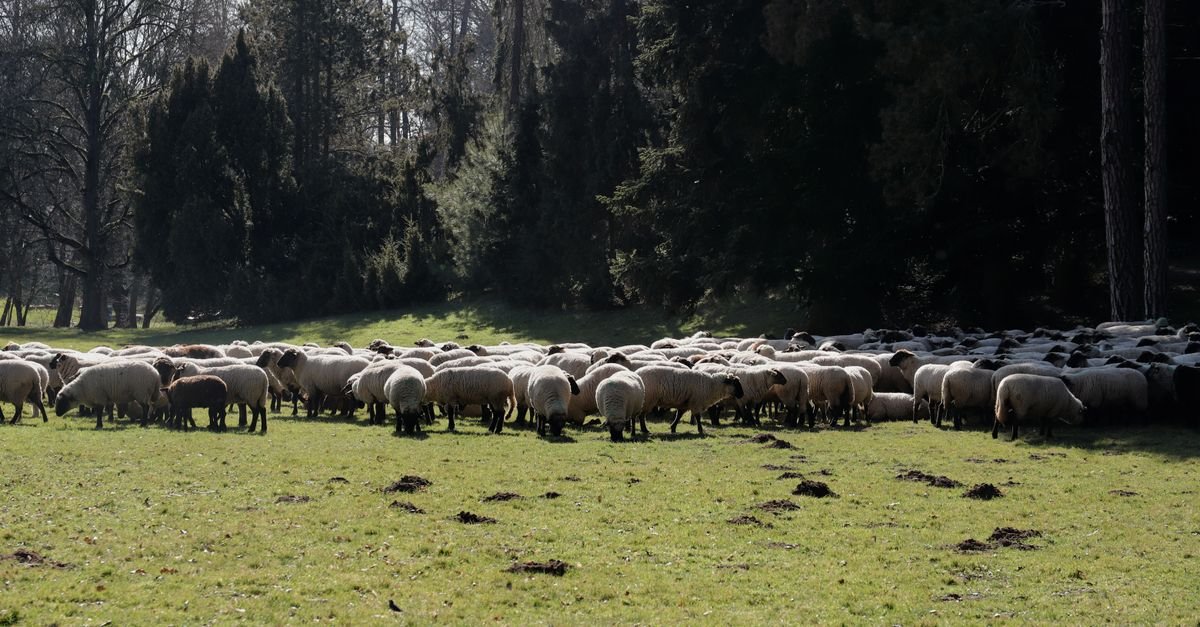 Dual-use solar farms integrate agriculture with clean energy production